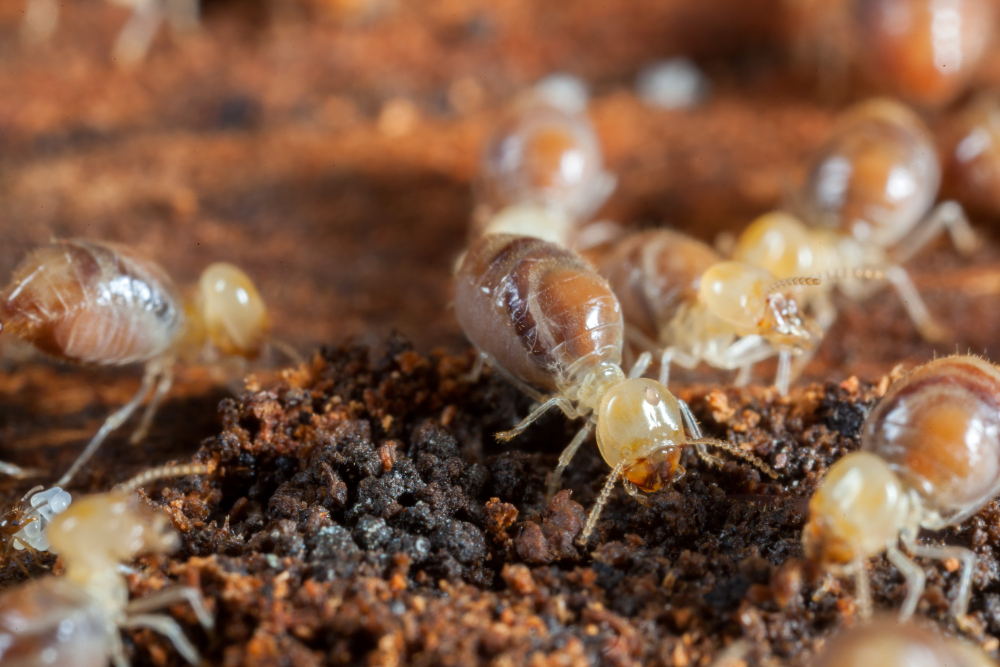 Termite Removal Without Fumigation